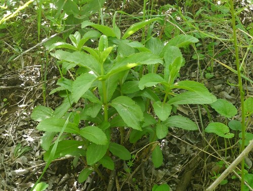 Hylotelephium maximum (Hylotelephium maximum)