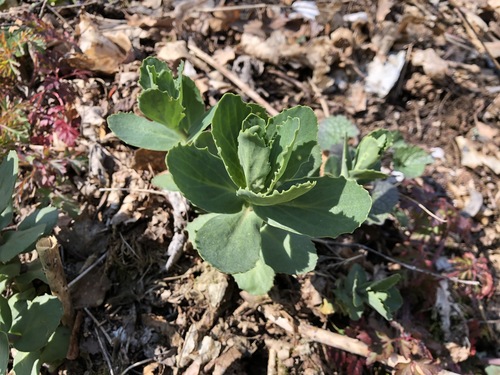 Hylotelephium maximum (Hylotelephium maximum)