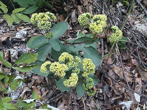 Hylotelephium maximum: Hylotelephium maximum - syn: Sedum maximum in Transylvania.