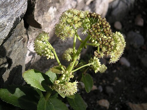 Hylotelephium maximum: Sedum telephium ssp. maximum