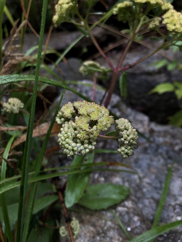 Hylotelephium maximum (Hylotelephium maximum)