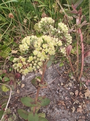 Hylotelephium maximum (Hylotelephium maximum)