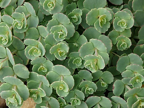 Hylotelephium sieboldii: Sedum sieboldii , Dordogne, France.