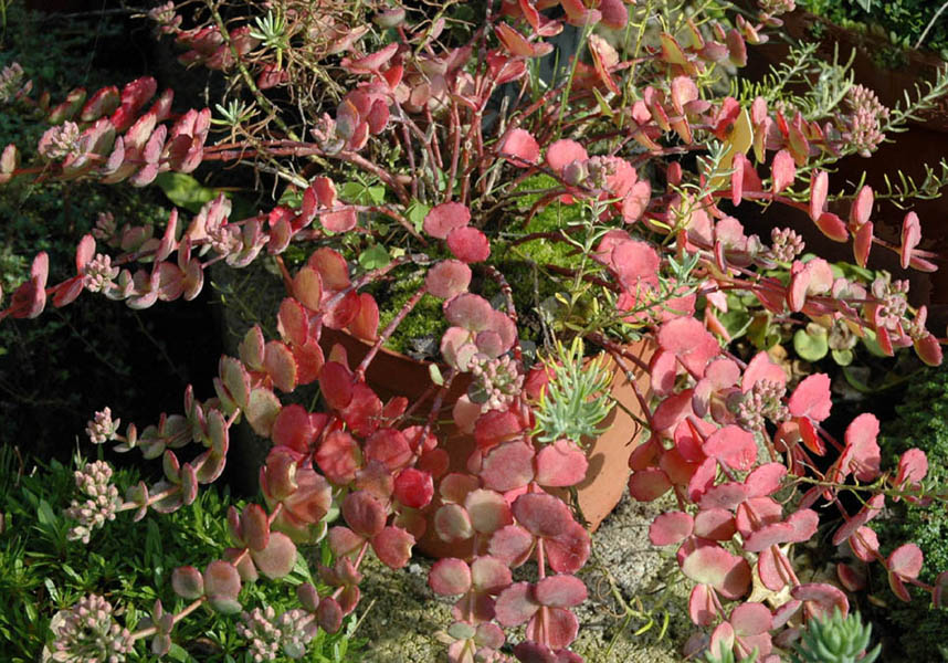Hylotelephium sieboldii: Sedum sieboldii