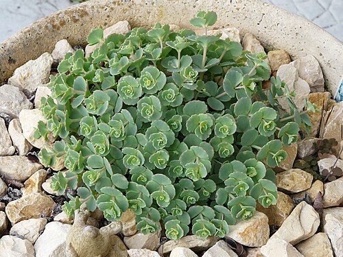 Hylotelephium sieboldii: Sedum sieboldii , Dordogne, France.