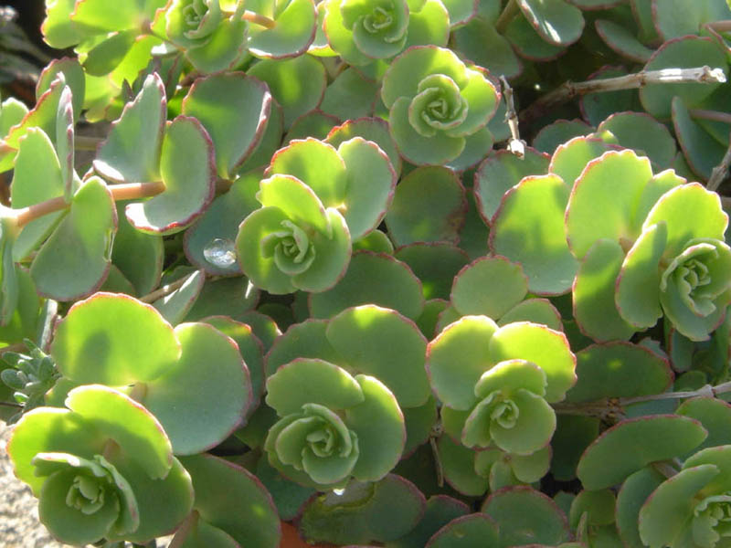 Hylotelephium sieboldii: Sedum sieboldii