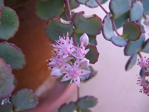 Hylotelephium sieboldii: Sedum sieboldii