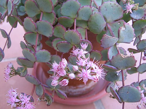 Hylotelephium sieboldii: Sedum sieboldii
