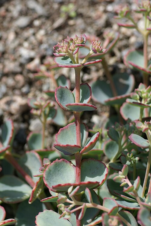 Hylotelephium sieboldii: Plant species Hylotelephium sieboldii in Bergianska trädgården, Stockholm, Sweden.