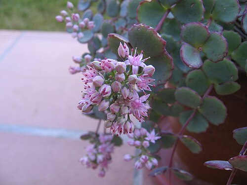 Hylotelephium sieboldii: Sedum sieboldii