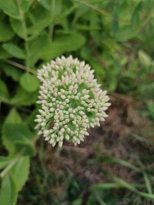 Showy stonecrop: Showy stonecrop (Hylotelephium spectabile), Franciscan garden in Panewniki, Katowice, Poland.