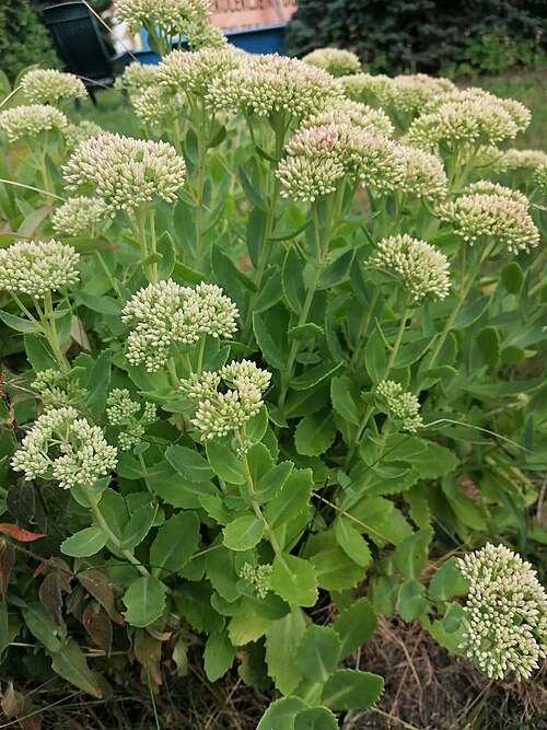 Showy stonecrop: Showy stonecrop (Hylotelephium spectabile), Franciscan garden in Panewniki, Katowice, Poland.
