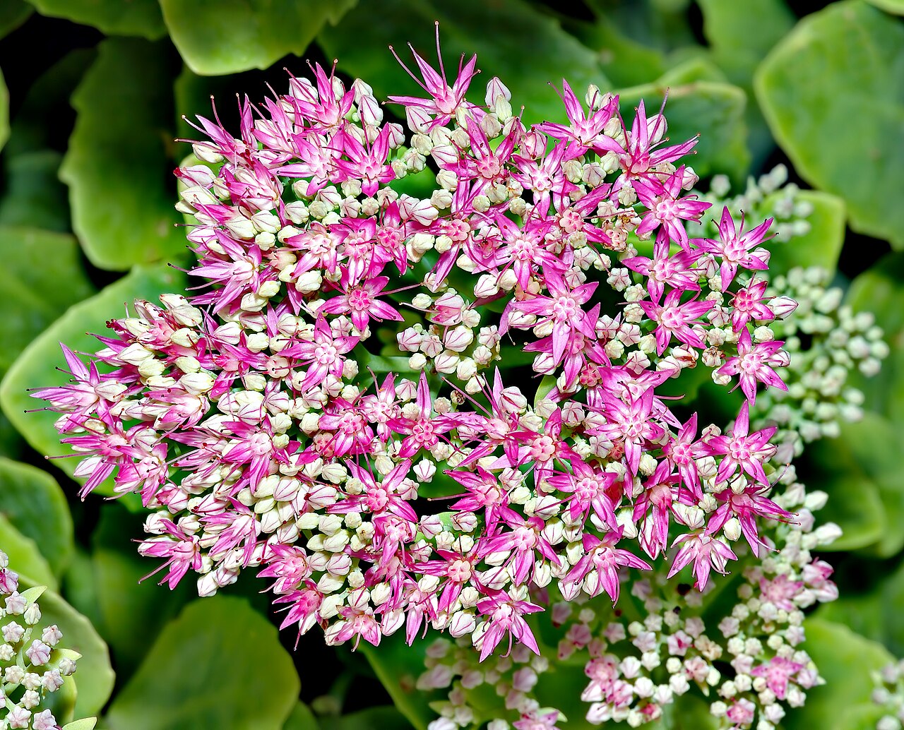 Showy stonecrop: This image shows a Showy Stonecrop ( Sedum spectabile ).