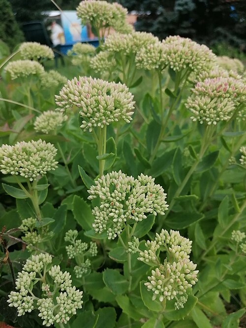 Showy stonecrop: Showy stonecrop (Hylotelephium spectabile), Franciscan garden in Panewniki, Katowice, Poland.