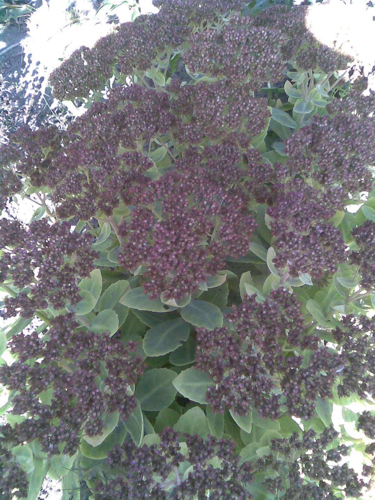 Showy stonecrop: Hylotelephium spectabile (formerly called Sedum spectabile ) in my garden, in Lónyaytelep, Transylvania. Its common names include: showy stonecrop , ice plant a