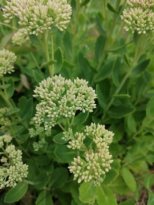 Showy stonecrop: Showy stonecrop (Hylotelephium spectabile), Franciscan garden in Panewniki, Katowice, Poland.