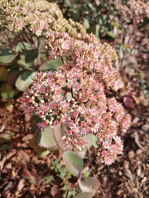 Showy stonecrop: Showy stonecrop (Hylotelephium spectabile), Mikołów Kamionka, Poland.