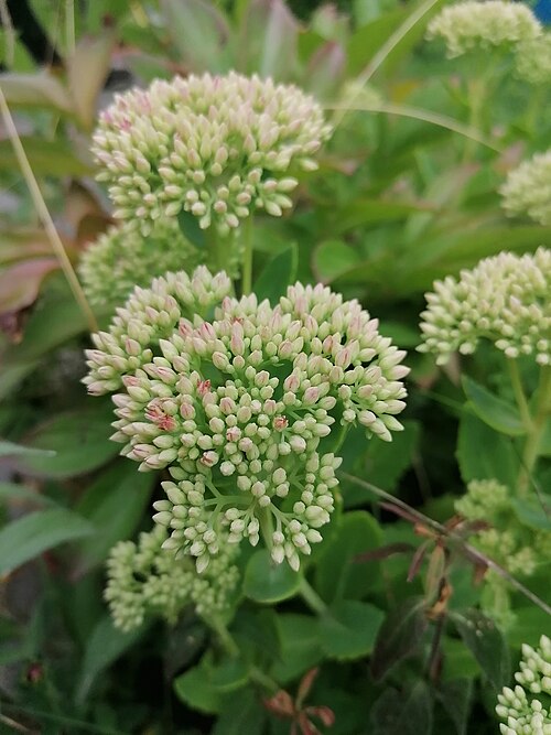 Showy stonecrop: Showy stonecrop (Hylotelephium spectabile), Franciscan garden in Panewniki, Katowice, Poland.