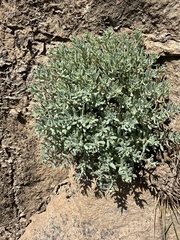 Hylotelephium tatarinowii (Hylotelephium tatarinowii)