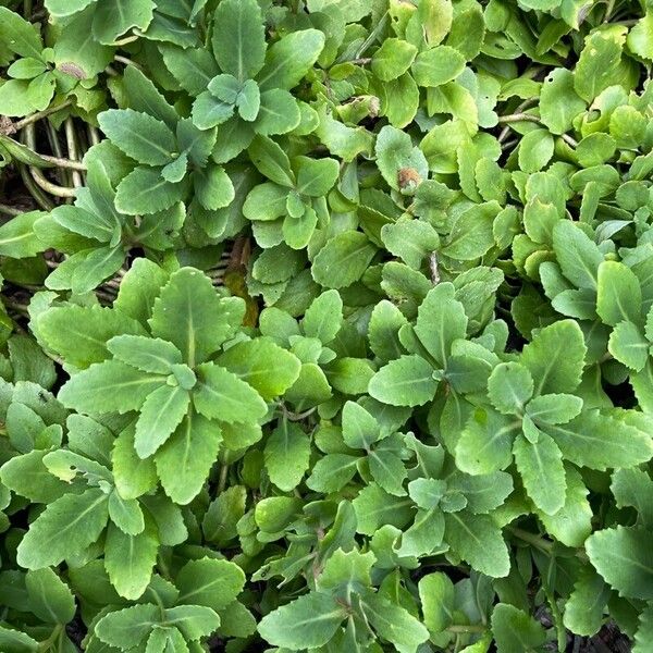 Orpine (Hylotelephium telephium)