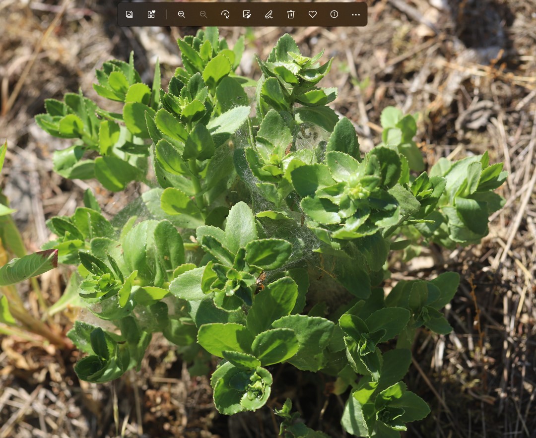Orpine: Große Fetthenne ( Hylotelephium telephium ) nahe Bahndamm