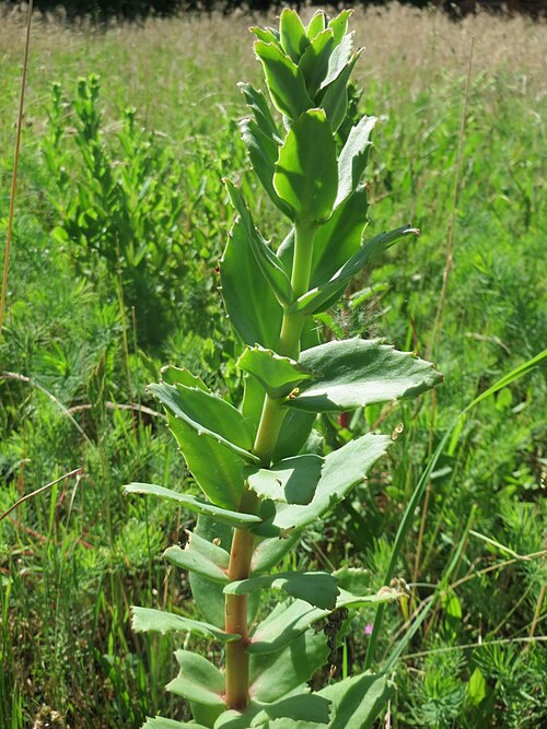 Orpine: Große Fetthenne ( Hylotelephium telephium ) in Hockenheim