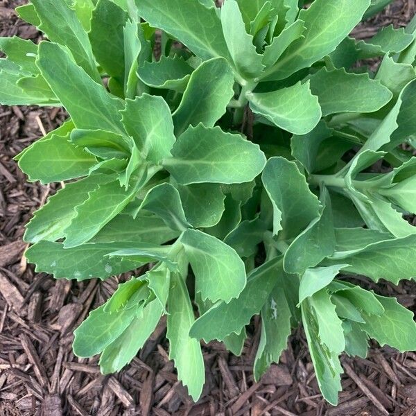 Orpine (Hylotelephium telephium)