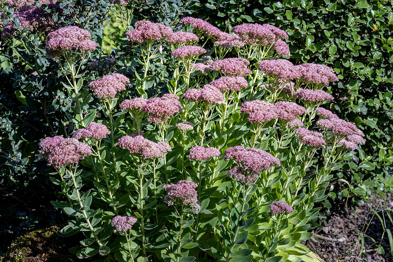 Orpine: Hylotelephium telephium (Orpine) - Plant habit