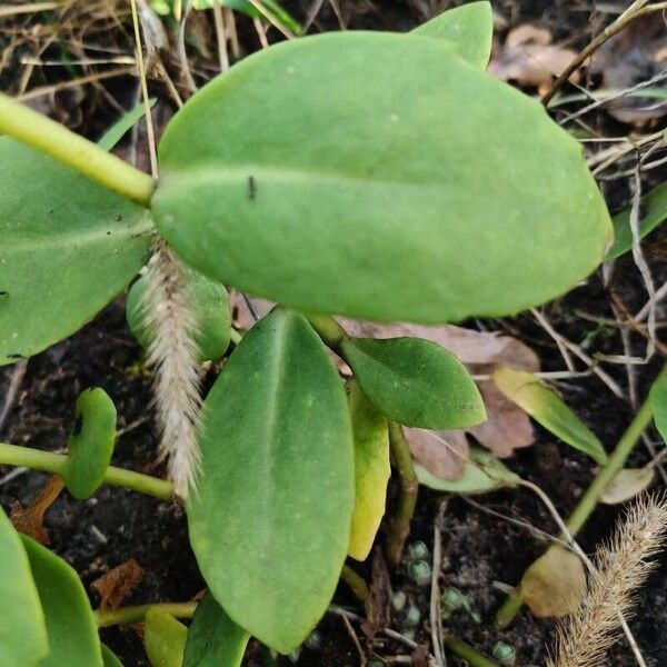 Orpine (Hylotelephium telephium)