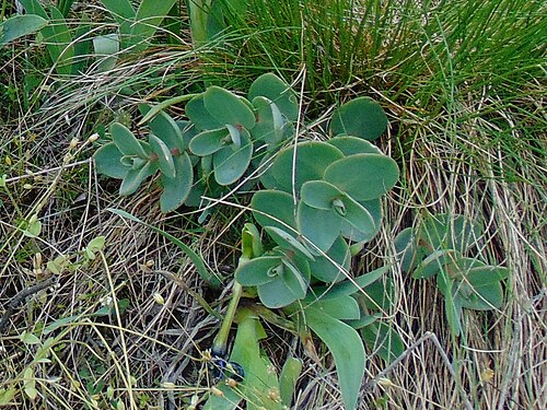 Orpine: Очиток звичайний (Hylotelephium telephium). Запорізька область. Запорізьке Правобережжя. Дніпровський район м.Запоріжжя, урочище Вирва (Національний заповідник