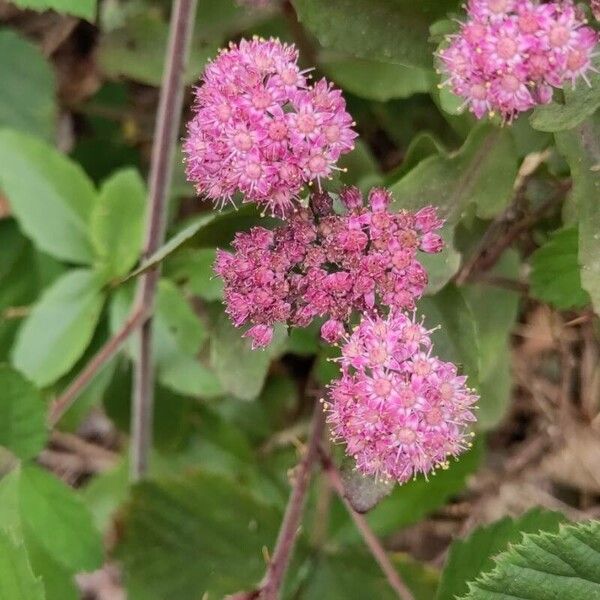 Orpine (Hylotelephium telephium)