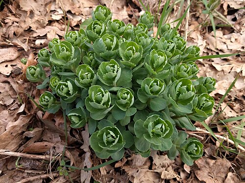 Orpine: Orpine