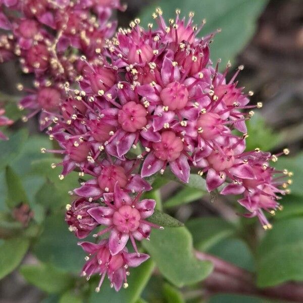 Orpine (Hylotelephium telephium)