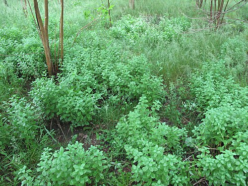 Orpine: Nom français : orpin pourpre. Nom anglais : garden stonecrop. Plants d'orpin pourpre, en milieu naturel (échappé de culture, naturalisé).
