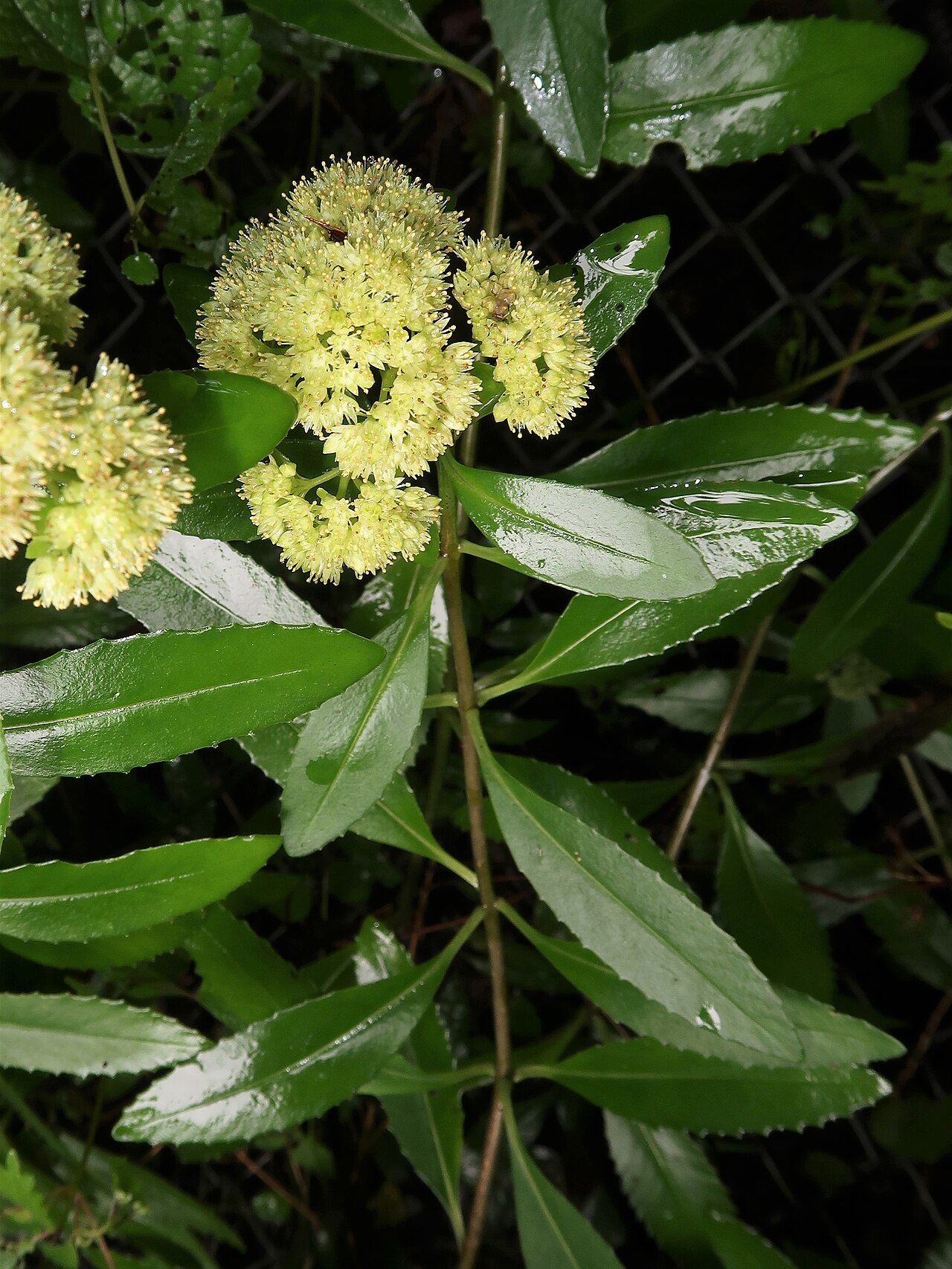 Hylotelephium verticillatum: Hylotelephium verticillatum , Hama-dori area, Fukushima pref., Japan