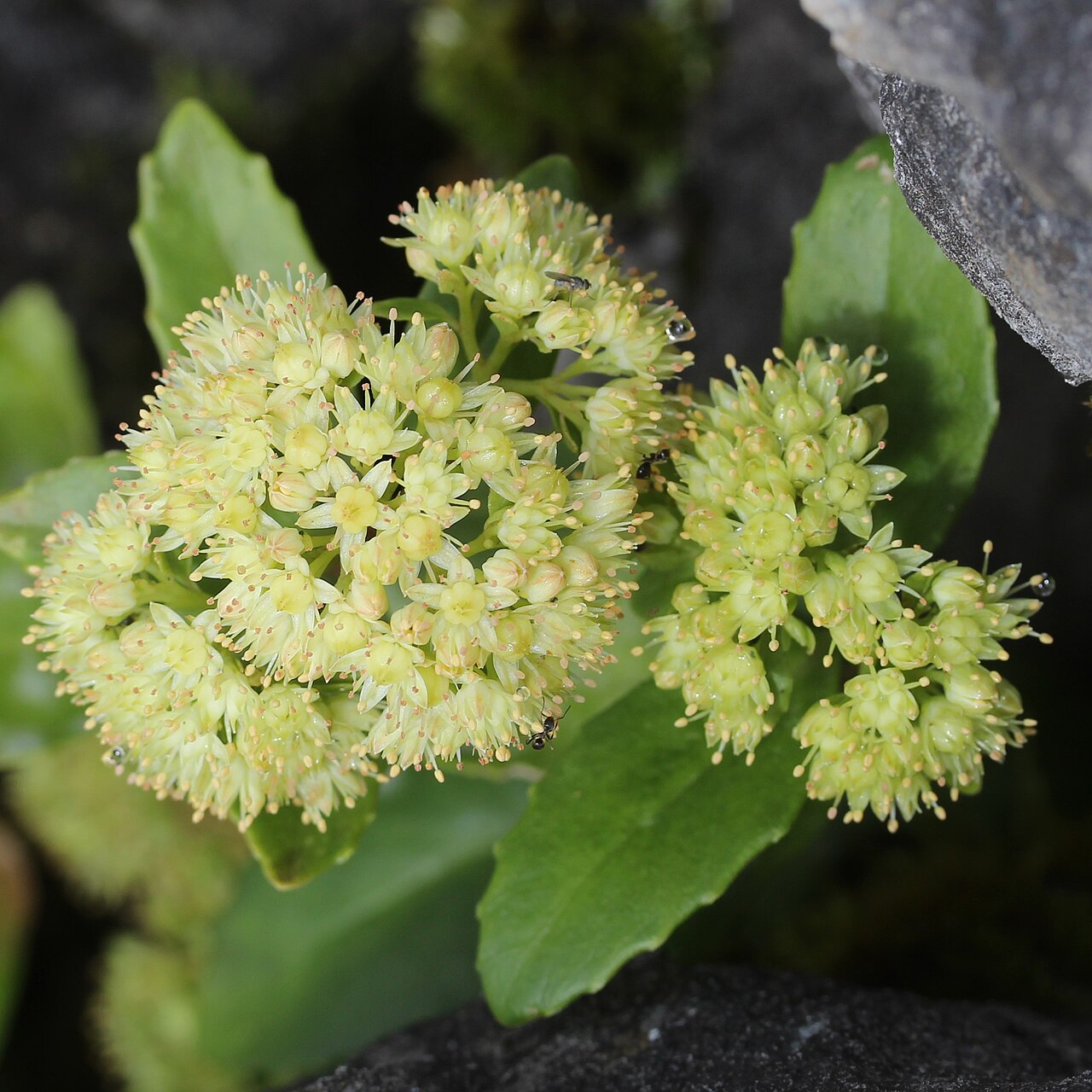 Hylotelephium verticillatum: Hylotelephium verticillatum in Mount Ryozen, Suzuka Mountains, Japan.
