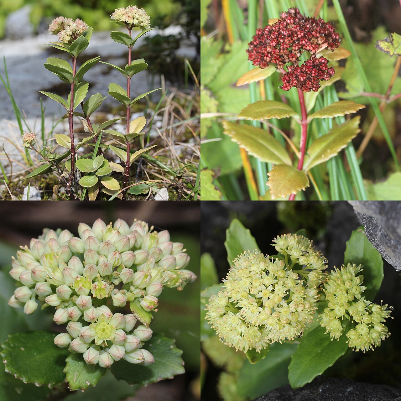 Hylotelephium verticillatum: Montage of Hylotelephium verticillatum in Japan.