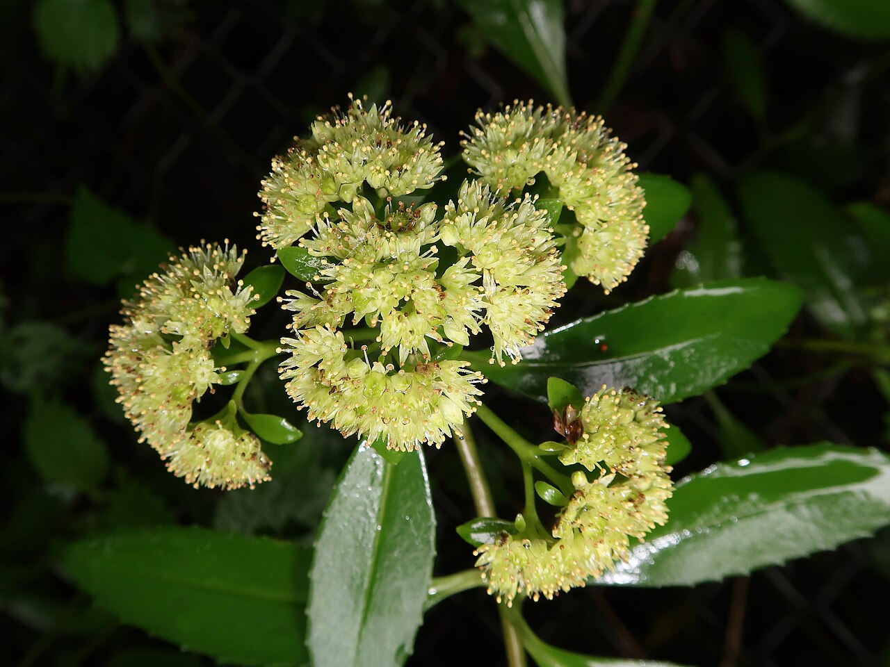 Hylotelephium verticillatum: Hylotelephium verticillatum , Hama-dori area, Fukushima pref., Japan