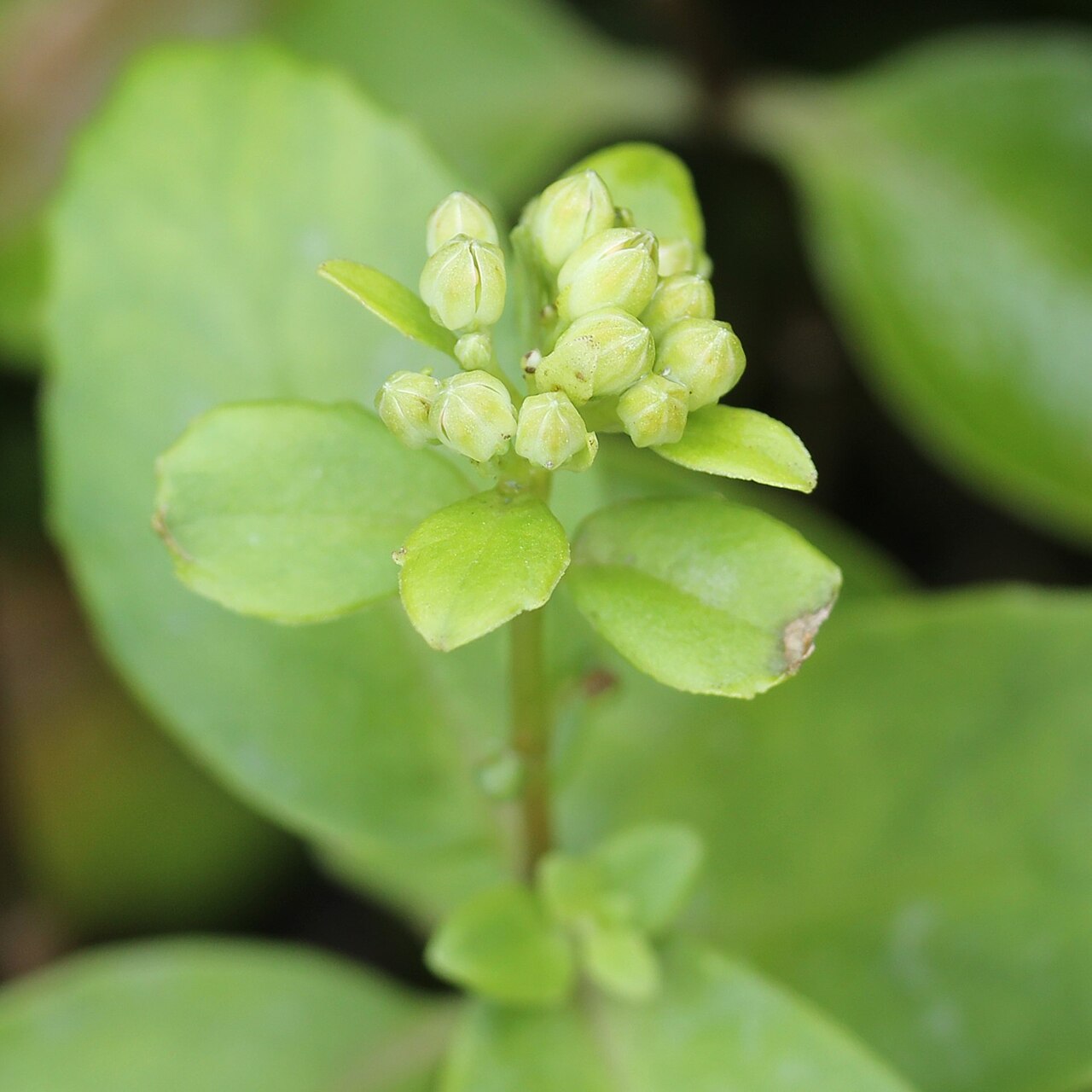 Hylotelephium verticillatum: Buds of Hylotelephium verticillatum in Mount Ryozen, Taga, Shiga Prefecture, Japan.