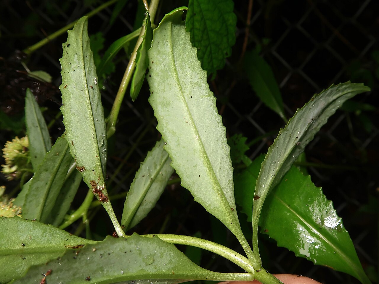 Hylotelephium verticillatum: Hylotelephium verticillatum , Hama-dori area, Fukushima pref., Japan