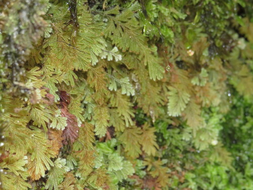 Hymenophyllum aeruginosum (Hymenophyllum aeruginosum)
