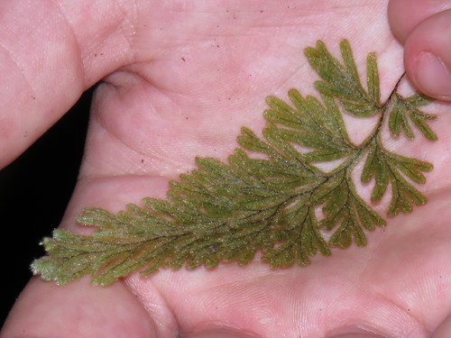 Hymenophyllum aeruginosum (Hymenophyllum aeruginosum)