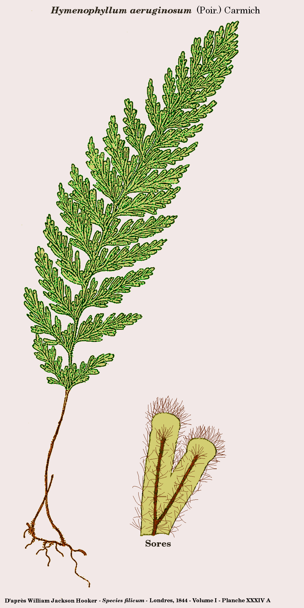 Hymenophyllum aeruginosum: Hymenophyllum aeruginosum (Poir.) Carmich. - D'après William Jackson Hooker - Species filicum - Londres, 1846 - Planche XXXIV A - Reprise dans Gimp par D. Prévô