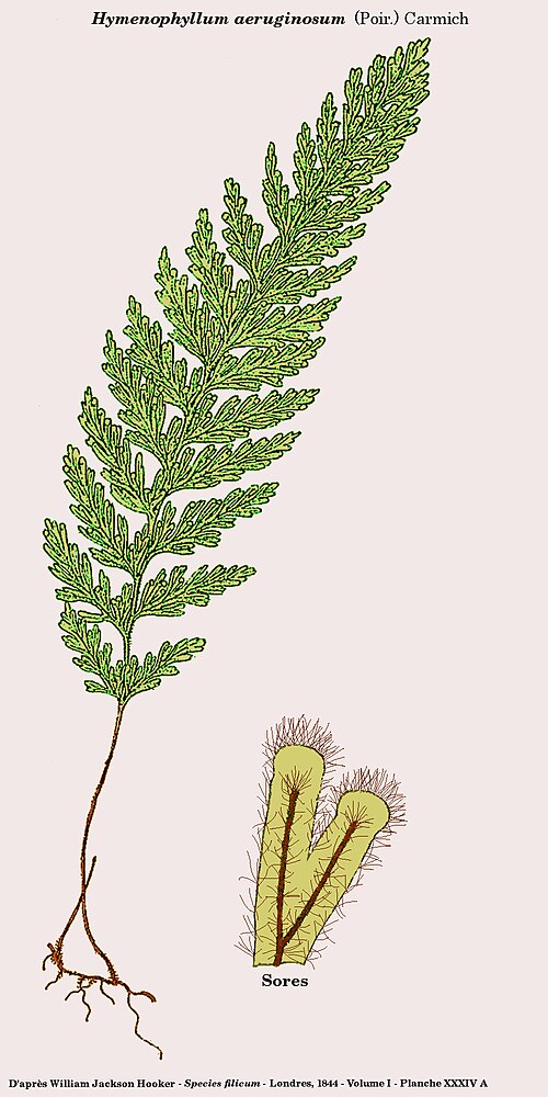 Hymenophyllum aeruginosum: Hymenophyllum aeruginosum (Poir.) Carmich. - D'après William Jackson Hooker - Species filicum - Londres, 1846 - Planche XXXIV A - Reprise dans Gimp par D. Prévô
