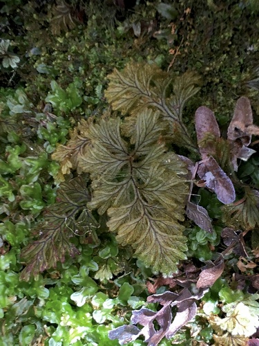 Hymenophyllum aeruginosum (Hymenophyllum aeruginosum)