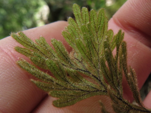 Hymenophyllum aeruginosum (Hymenophyllum aeruginosum)