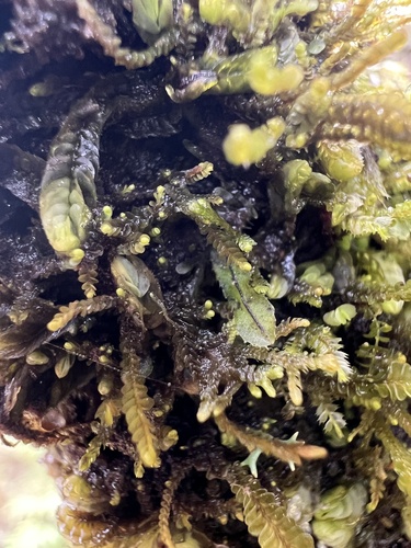 Hymenophyllum armstrongii (Hymenophyllum armstrongii)