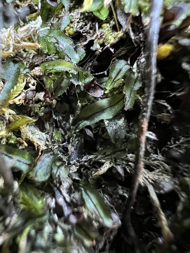 Hymenophyllum armstrongii (Hymenophyllum armstrongii)