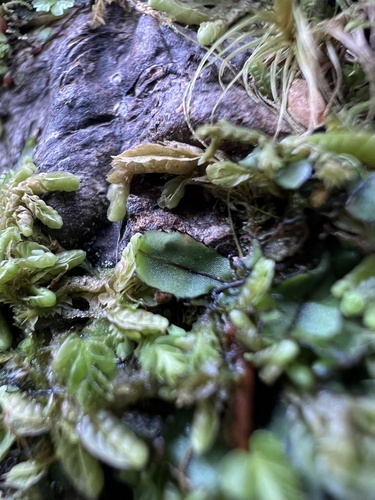 Hymenophyllum armstrongii (Hymenophyllum armstrongii)