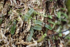 Hymenophyllum armstrongii (Hymenophyllum armstrongii)